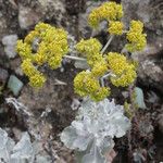 Eriogonum crocatum Costuma