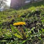 Taraxacum obliquilobum Квітка