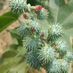 Ricinus communisFfrwyth