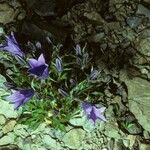 Campanula lasiocarpa Hábitos