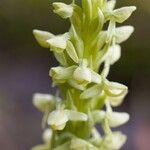 Platanthera hyperborea Floare