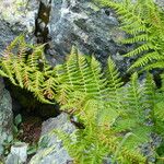 Athyrium distentifolium Blad