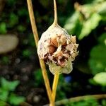 Allium sativum Облик