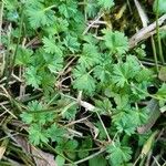 Alchemilla arvensis Лист