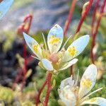 Saxifraga bryoides Kwiat