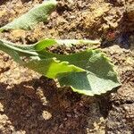 Centaurea diffusa Leaf