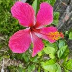 Hibiscus fragilis Цвят