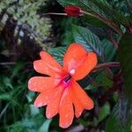 Impatiens flaccida Flor