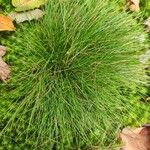 Festuca filiformis List