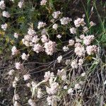 Eriogonum nudum Alkat (teljes növény)