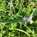 Commelina albescens Flower