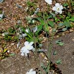 Iberodes linifolia Tervik taim