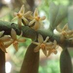 Tridactyle anthomaniaca Flower