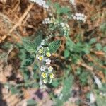 Heliotropium hirsutissimum Flower