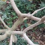 Ficus lutea Casca