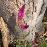 Celosia argenteaFlor