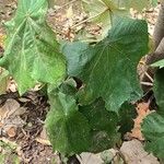 Pterospermum acerifolium Hoja