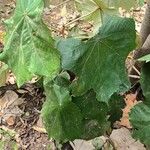 Pterospermum acerifolium Blad