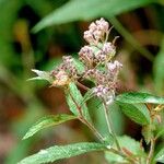 Spiraea tomentosa Feuille