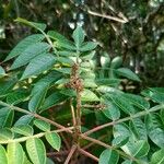 Rhus copallinum Fruchs