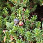Empetrum nigrum Fruto