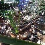 Muscari botryoidesΛουλούδι