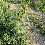 Amaranthus powellii Συνήθη χαρακτηριστικά