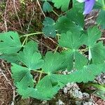 Aquilegia flabellata Blad