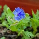 Centaurea cyanusFlower