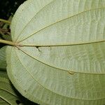 Miconia purpureoviolacea Leaf