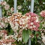 Viburnum rigidum Blomst