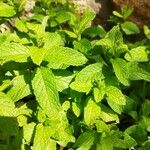 Mentha spicata Levél