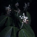 Macrolobium bifolium Flor