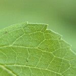 Agastache nepetoides Blad