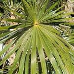 Coccothrinax litoralis Feuille