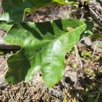 Quercus stellata Leaf