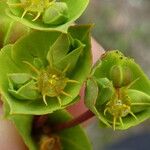 Euphorbia terracina Кветка