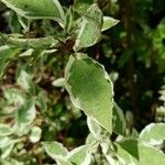 Cornus alba Fuelha