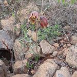 Fritillaria montana Cvet