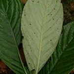 Psychotria ammericola Лист
