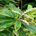 Clethra barbinervis Hoja