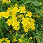 Hypericum kalmianumCvet