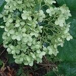 Hydrangea heteromalla Квітка