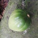 Massularia acuminata 果実