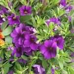 Calibrachoa parviflora Flower