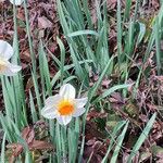 Narcissus × medioluteus Habitat