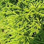 Cryptomeria japonicaपत्ता