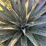 Agave maculata Leaf