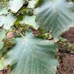 Corylus maximaFeuille