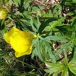 Trollius europaeusŽiedas